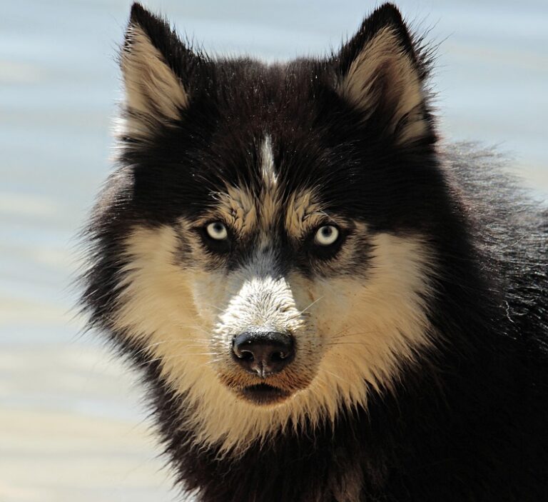 dog coat care tips