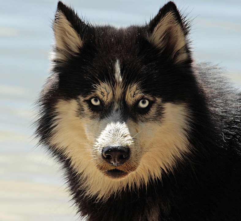 dog coat care tips