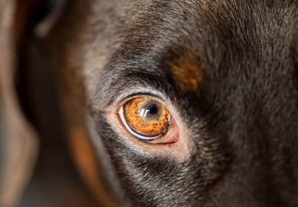 best dog food for sensitive stomachs