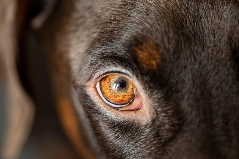 best dog food for sensitive stomachs
