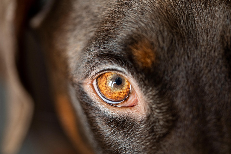 best dog food for sensitive stomachs