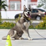 best dog training commands