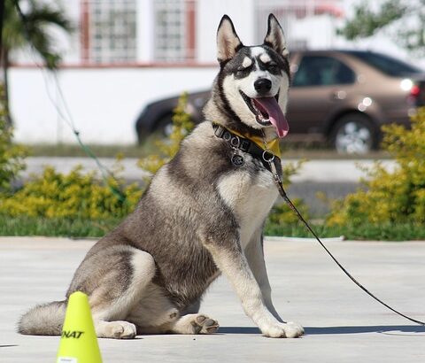 best dog training commands