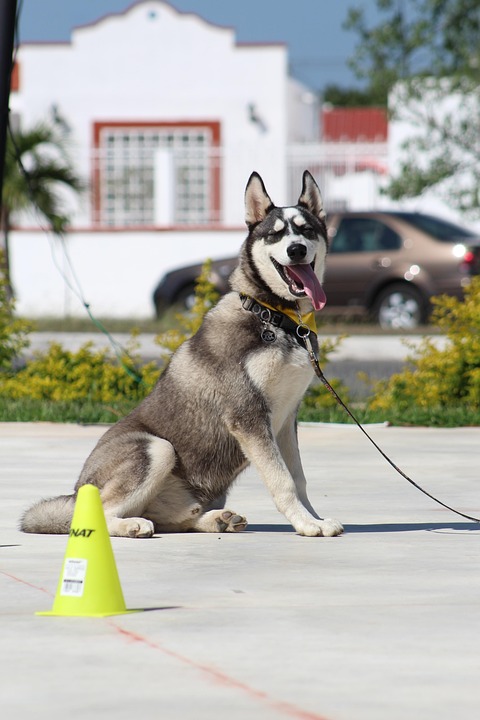 best dog training commands