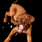 healthy treats for dogs