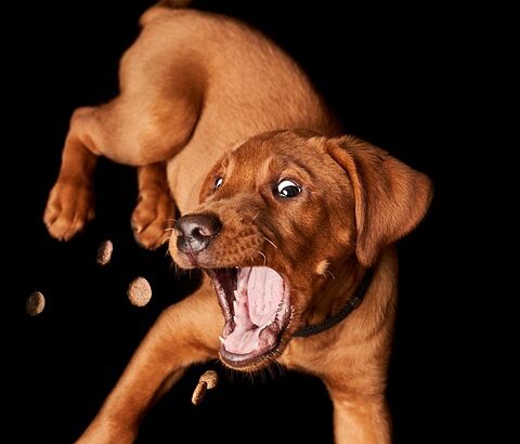 healthy treats for dogs