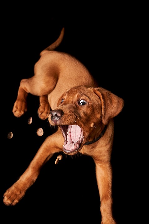 healthy treats for dogs