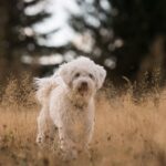 dog behavior problems solved