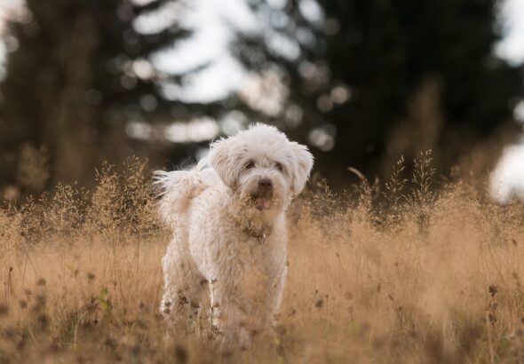 dog behavior problems solved