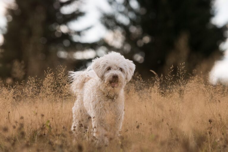 dog behavior problems solved