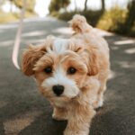 teething tips for puppies