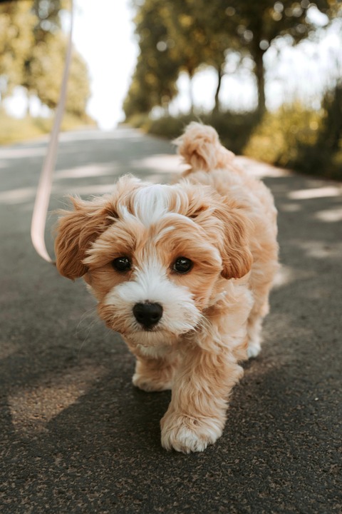 teething tips for puppies