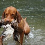 dog crate training schedule