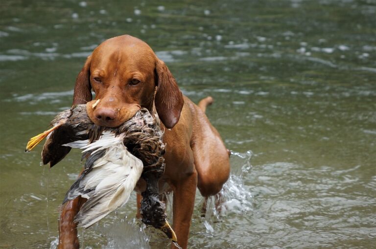 dog crate training schedule