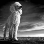 grooming for different dog breeds
