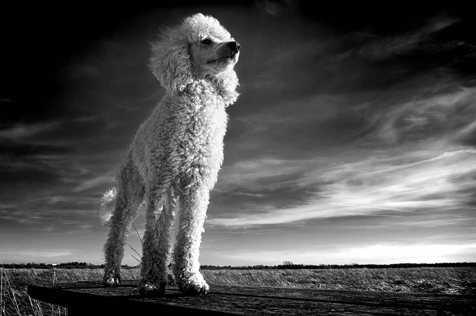 grooming for different dog breeds