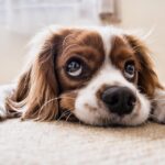 dog ear cleaning guide