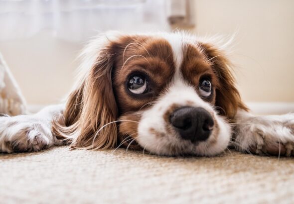 dog ear cleaning guide