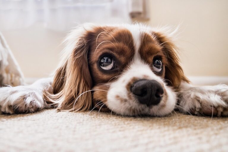 dog ear cleaning guide