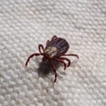 flea and tick prevention