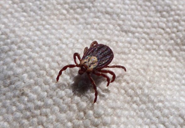 flea and tick prevention