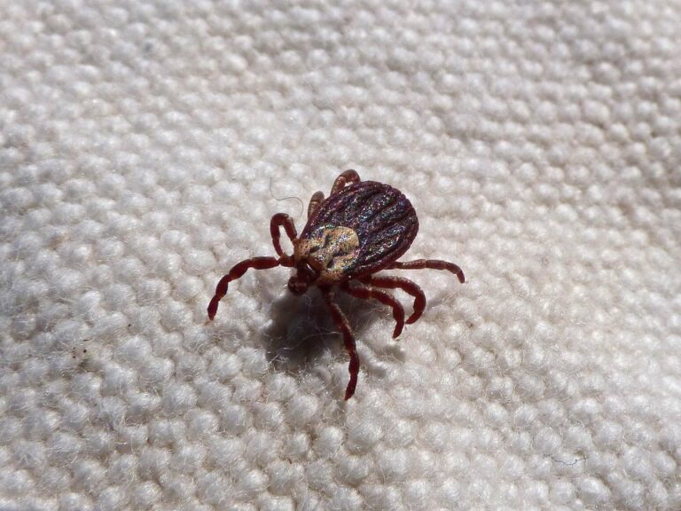flea and tick prevention