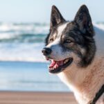 how to stop dog barking