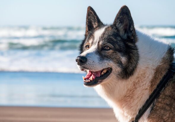 how to stop dog barking