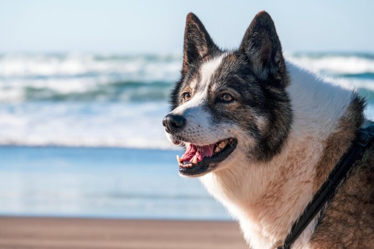 how to stop dog barking