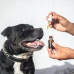 cbd-oil-dogs-5441148_1280