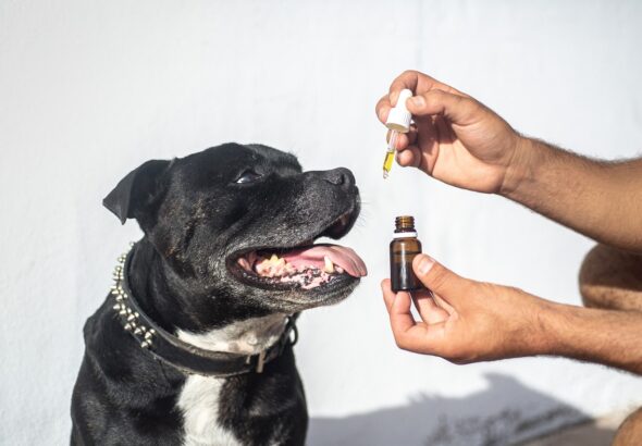 cbd-oil-dogs-5441148_1280