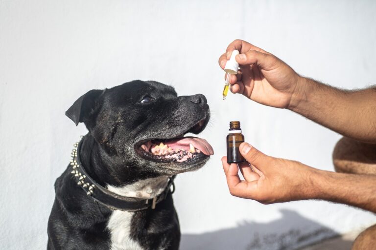 cbd-oil-dogs-5441148_1280
