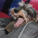 dachshund-1198887_1280