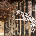 dalmatian-5753313_1280