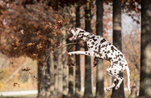 dalmatian-5753313_1280