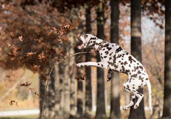 dalmatian-5753313_1280