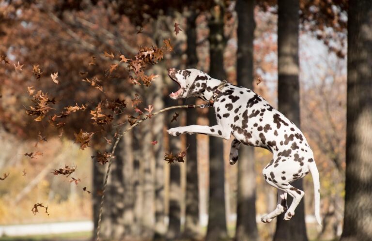 dalmatian-5753313_1280