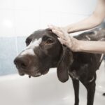 dog-1178365_1280 (1)