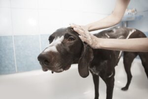 dog-1178365_1280 (1)