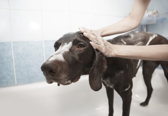 dog-1178365_1280 (1)
