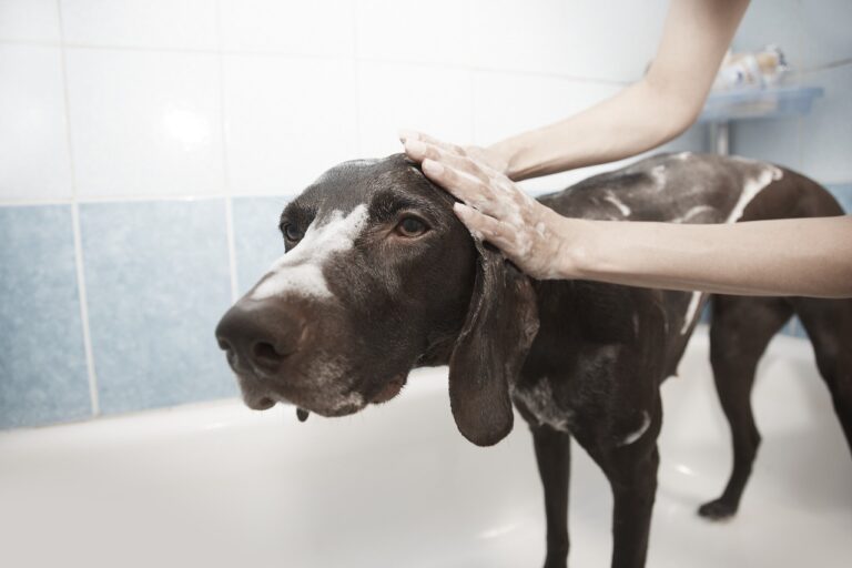dog-1178365_1280 (1)