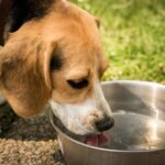 dog-1378087_1280