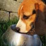 dog-2210717_1280 (1)