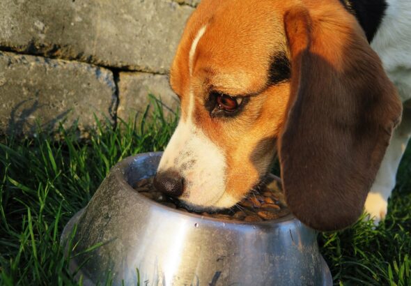 dog-2210717_1280 (1)