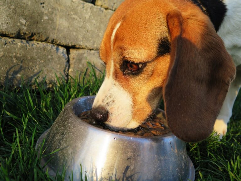 dog-2210717_1280 (1)