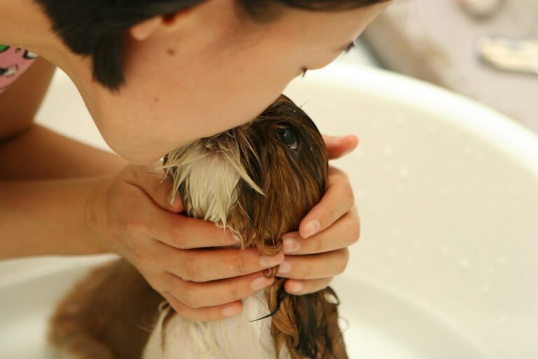dog-237193_1280