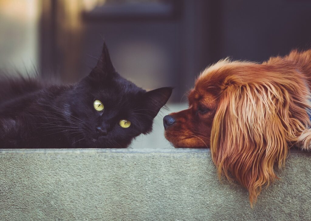 dog-2606759_1280