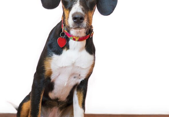 dog-5504869_1280