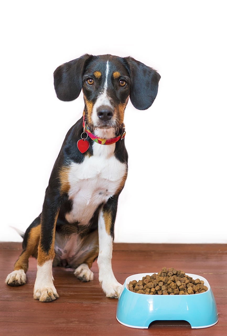 dog-5504869_1280