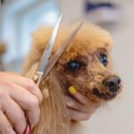 dog-6895017_1280
